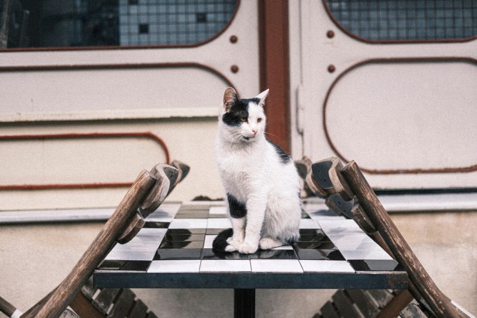 A black and white cat perched on a checkered table outdoors.