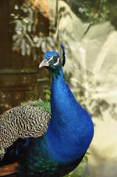 Gratis lagerfoto af blå, dyrefotografering, fugl