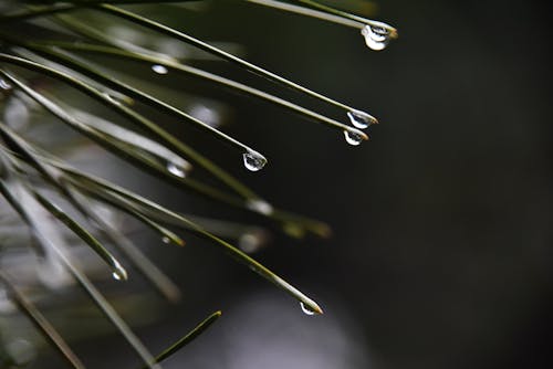 Бесплатное стоковое фото с вода, дождь