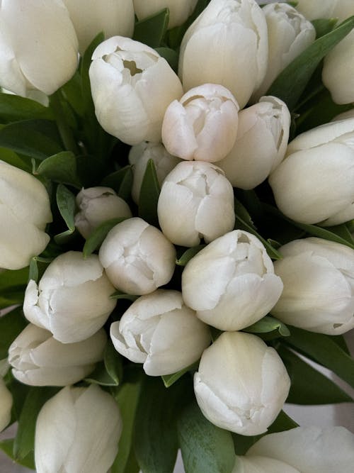 A bouquet of white tulips is shown