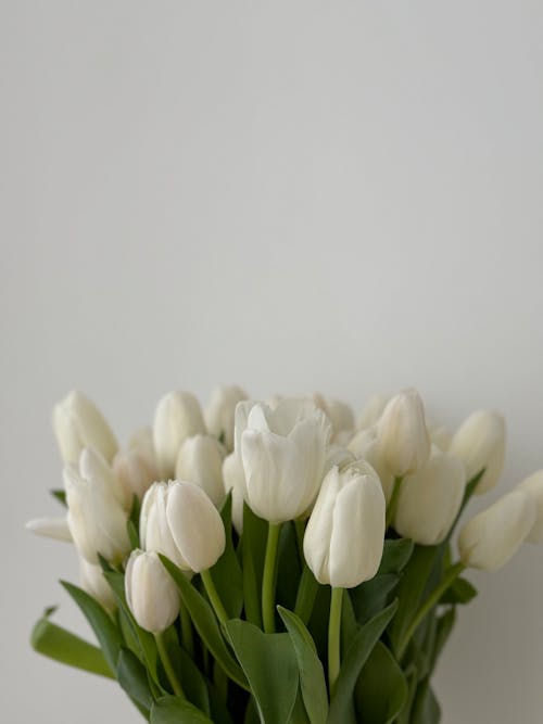 A vase filled with white tulips on a table