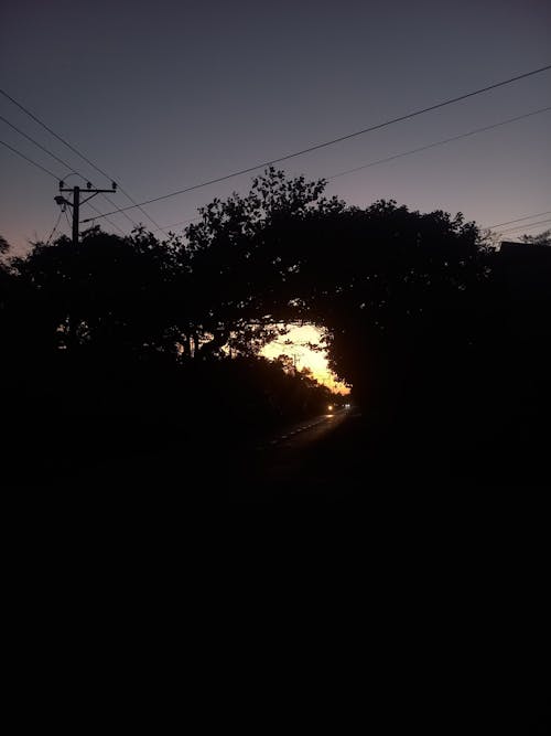 Free stock photo of at night, big trees, countryside