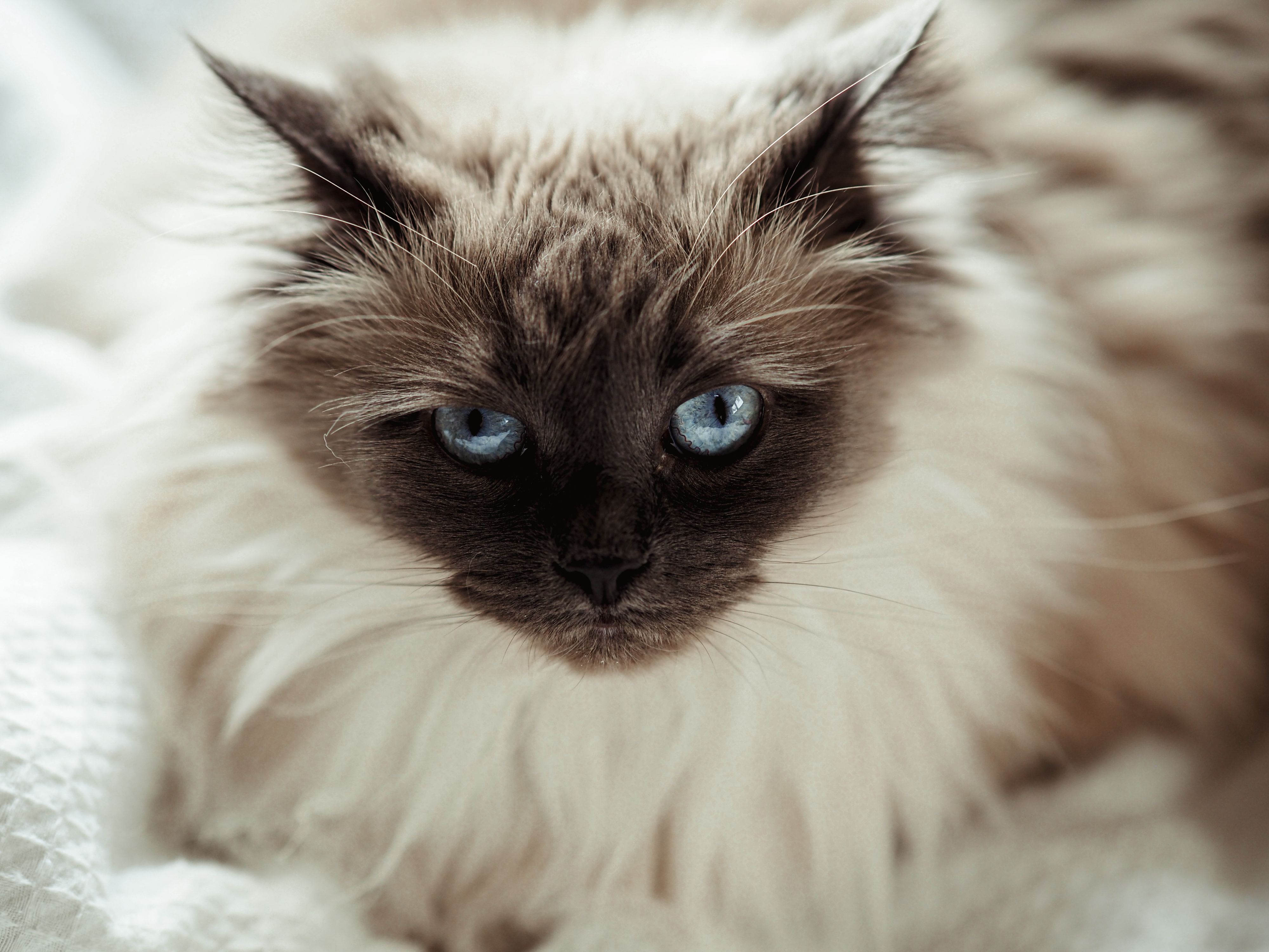 Low-Shedding Cat Breeds: <a href=