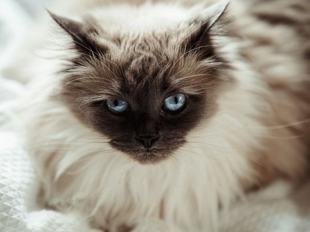 A quiet cat lying low, the flat energy anaemia so often wears