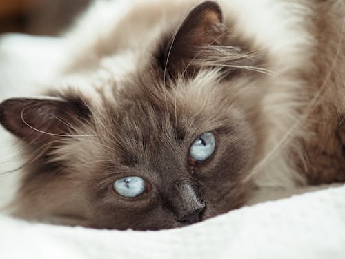 A cat with blue eyes laying on a bed