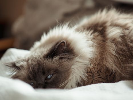 Close-up of a relaxed Ragdoll cat lying indoors on a soft surface, displaying its fluffy fur and blue eyes.