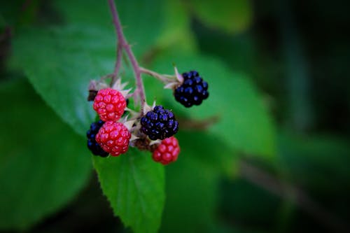 Fotos de stock gratuitas de blackberries, enfoque selectivo, Fresco