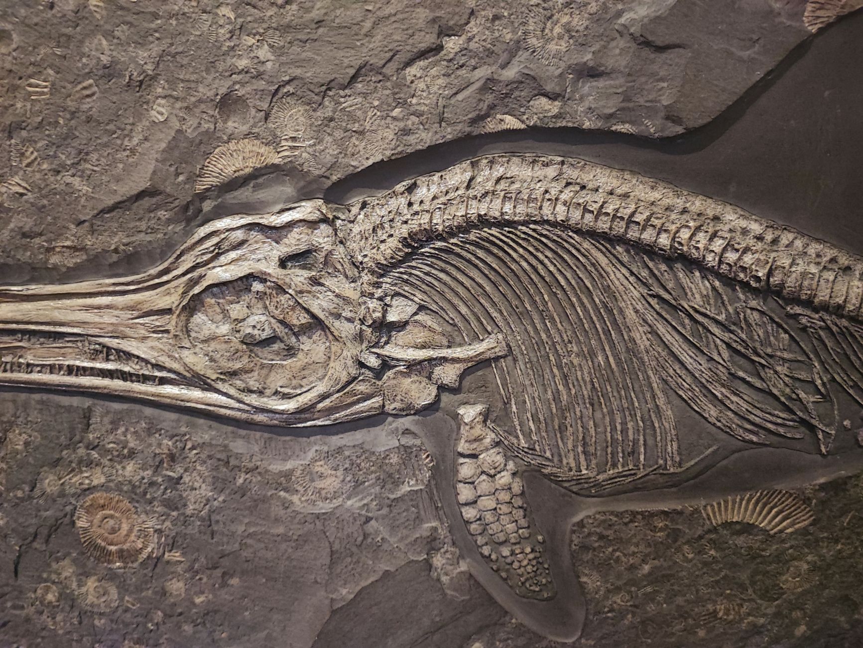 Eerste bot van titanosaurus in Antarctica geïdentificeerd