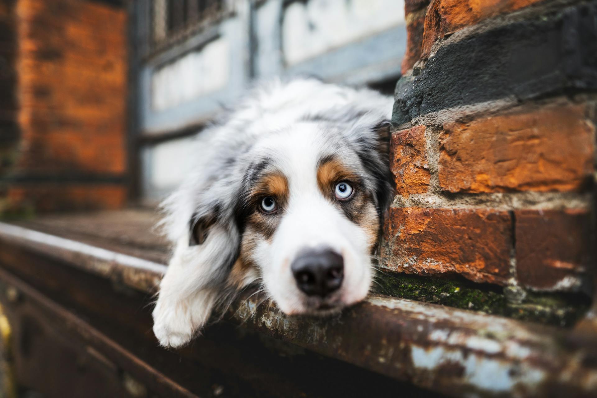 Närbild av en australisk herdehund som ligger bredvid en tegelvägg