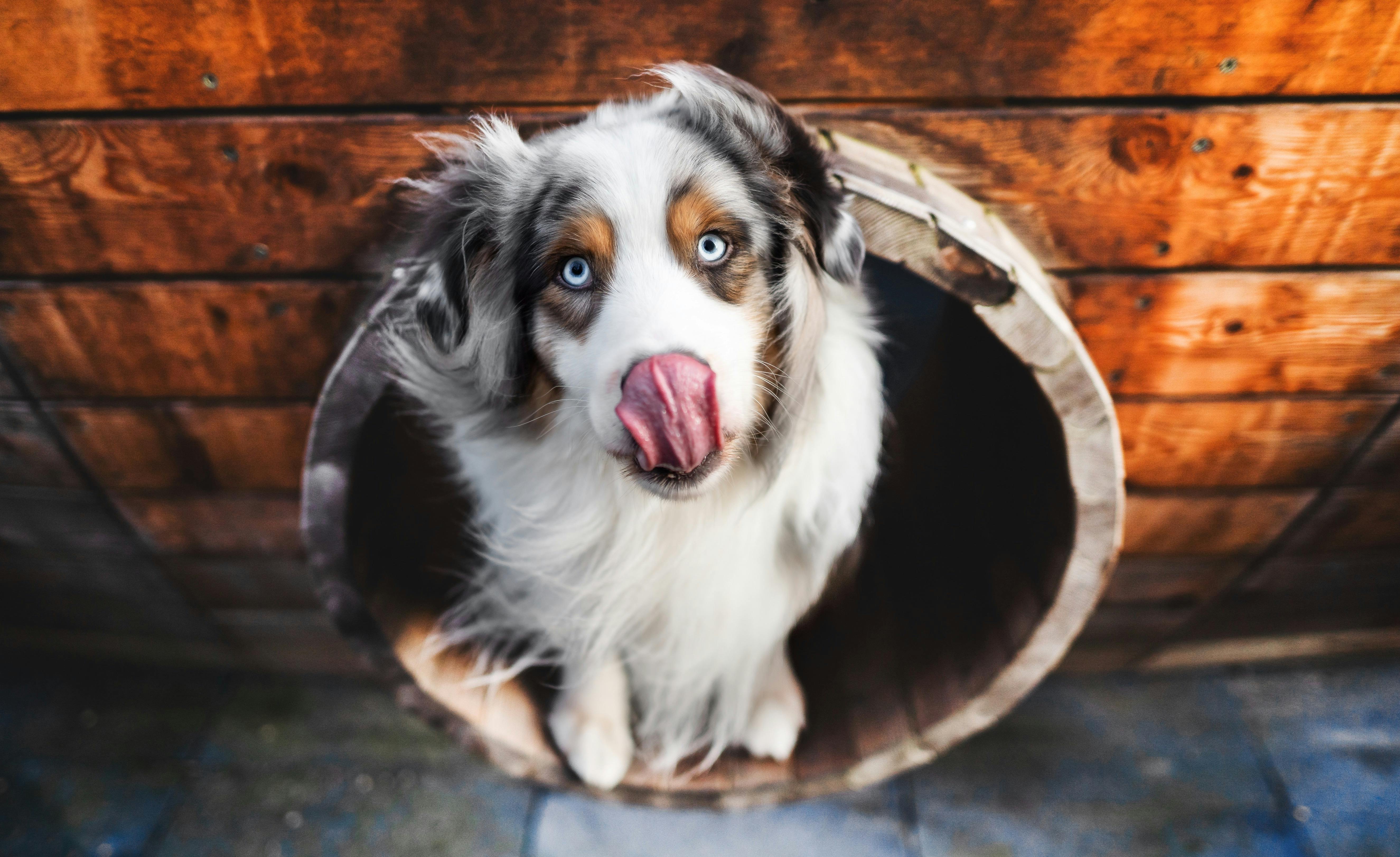 Australian Shepherd in Kennel Entrance