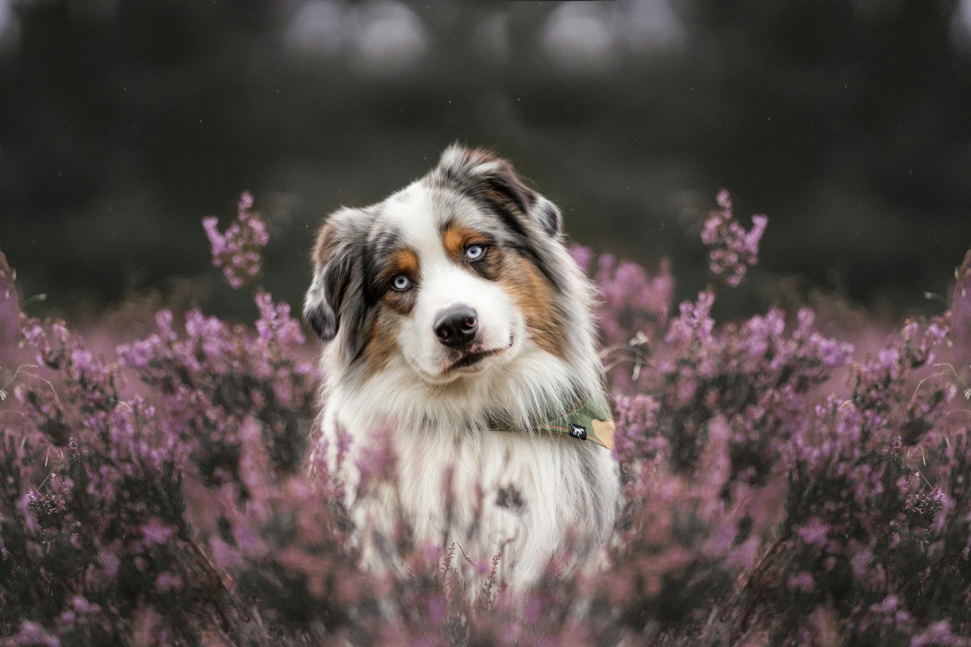 An Australian Shepherd Standing on a Field with Purple Heather