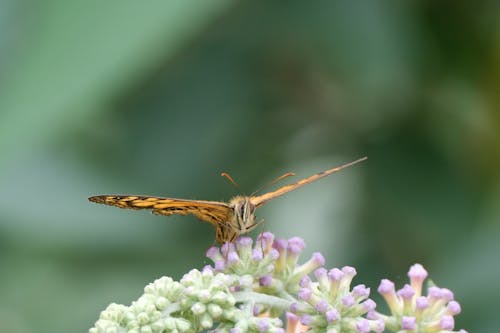 A butterfly sitting on top of a flower