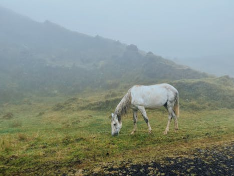 A serene white horse grazes in a foggy field in Portugal, creating a tranquil scene.