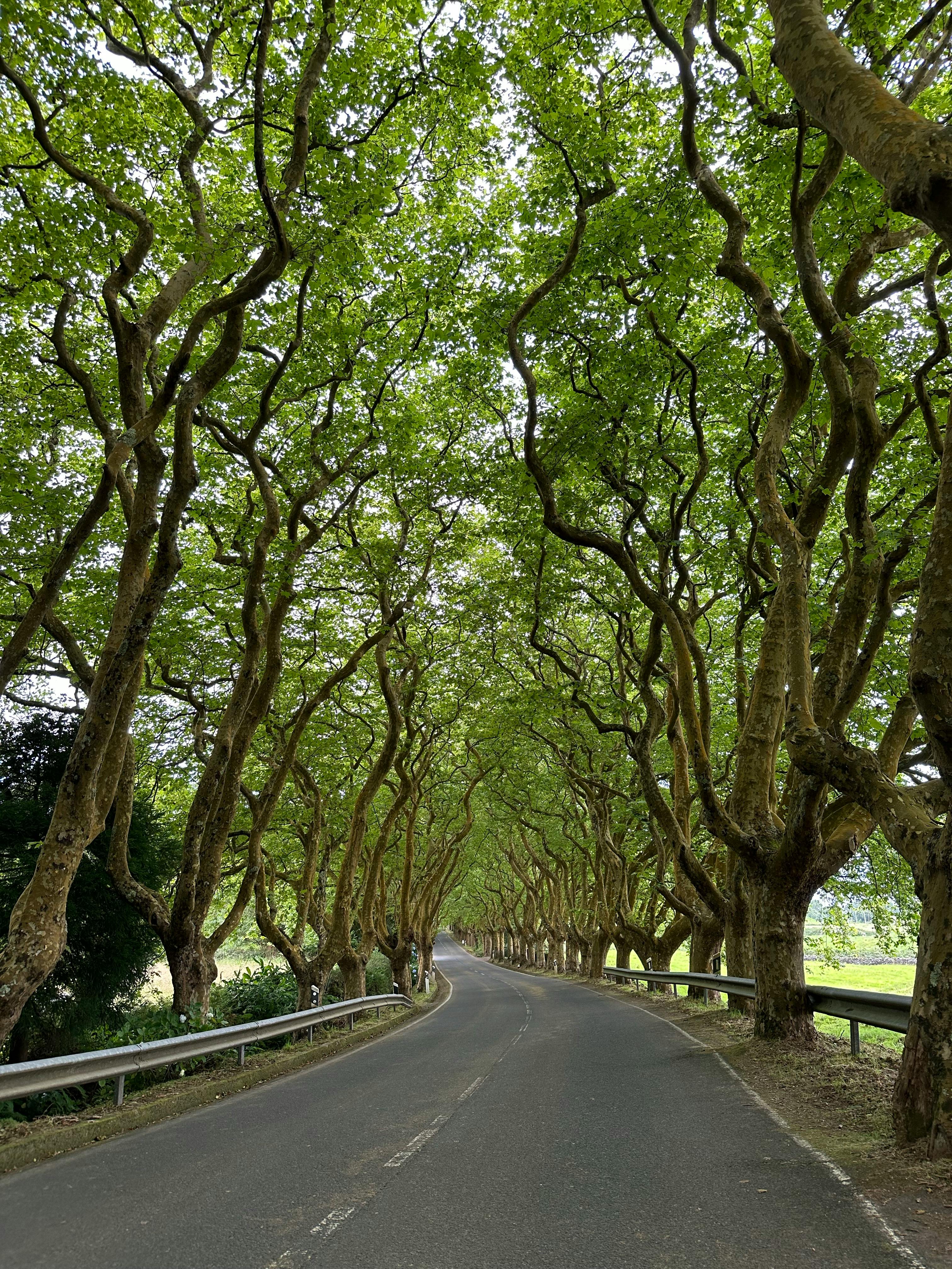 Beautiful curved road lined with lush trees in Portugal, perfect for travel lovers.