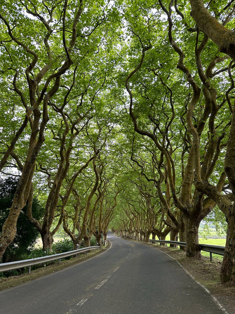 Beautiful curved road lined with lush trees in Portugal, perfect for travel lovers