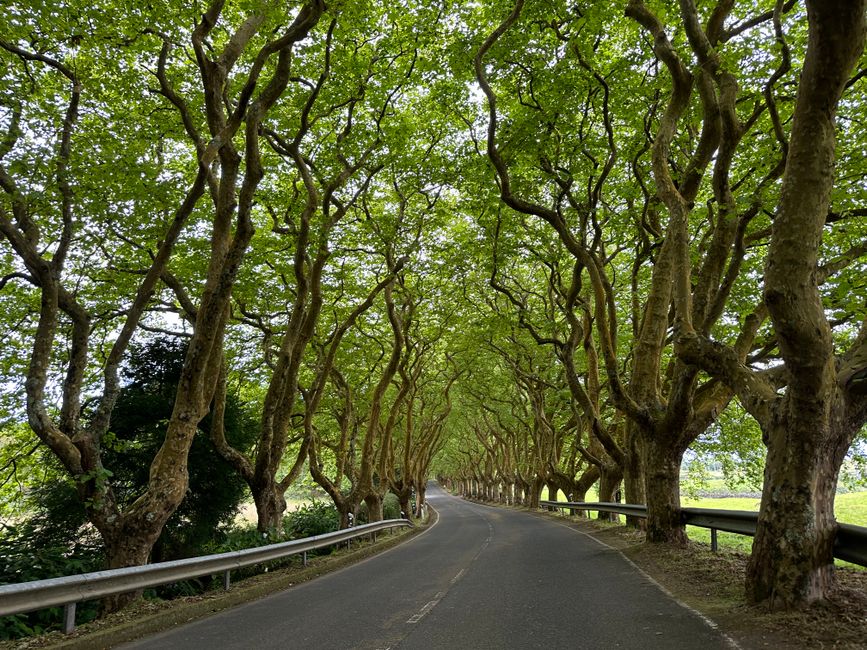 A picturesque winding road enveloped by lush green trees in rural Portugal.