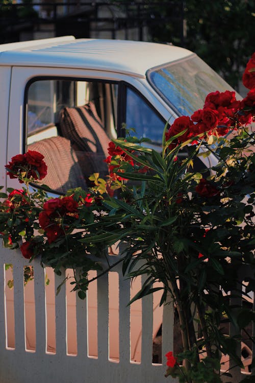 꽃, 도시의, 빨간의 무료 스톡 사진