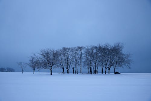 Trees in Snow in Winter 