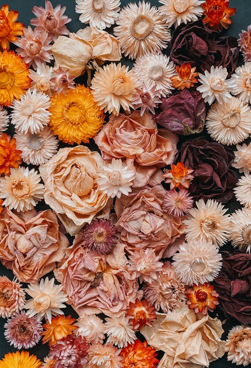 Základová fotografie zdarma na téma barevný, hojnost, květiny