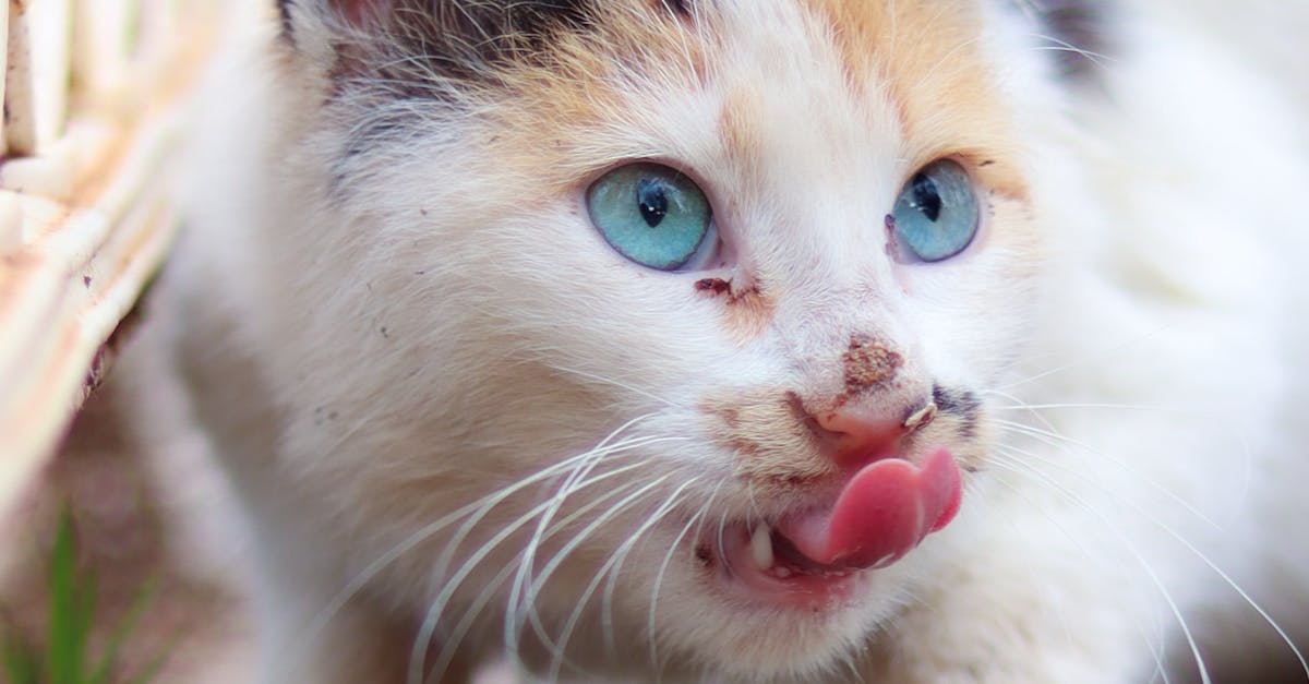 Cat Eating Food