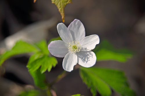 Základová fotografie zdarma na téma bílá květina, brzké jaro, jarní květina