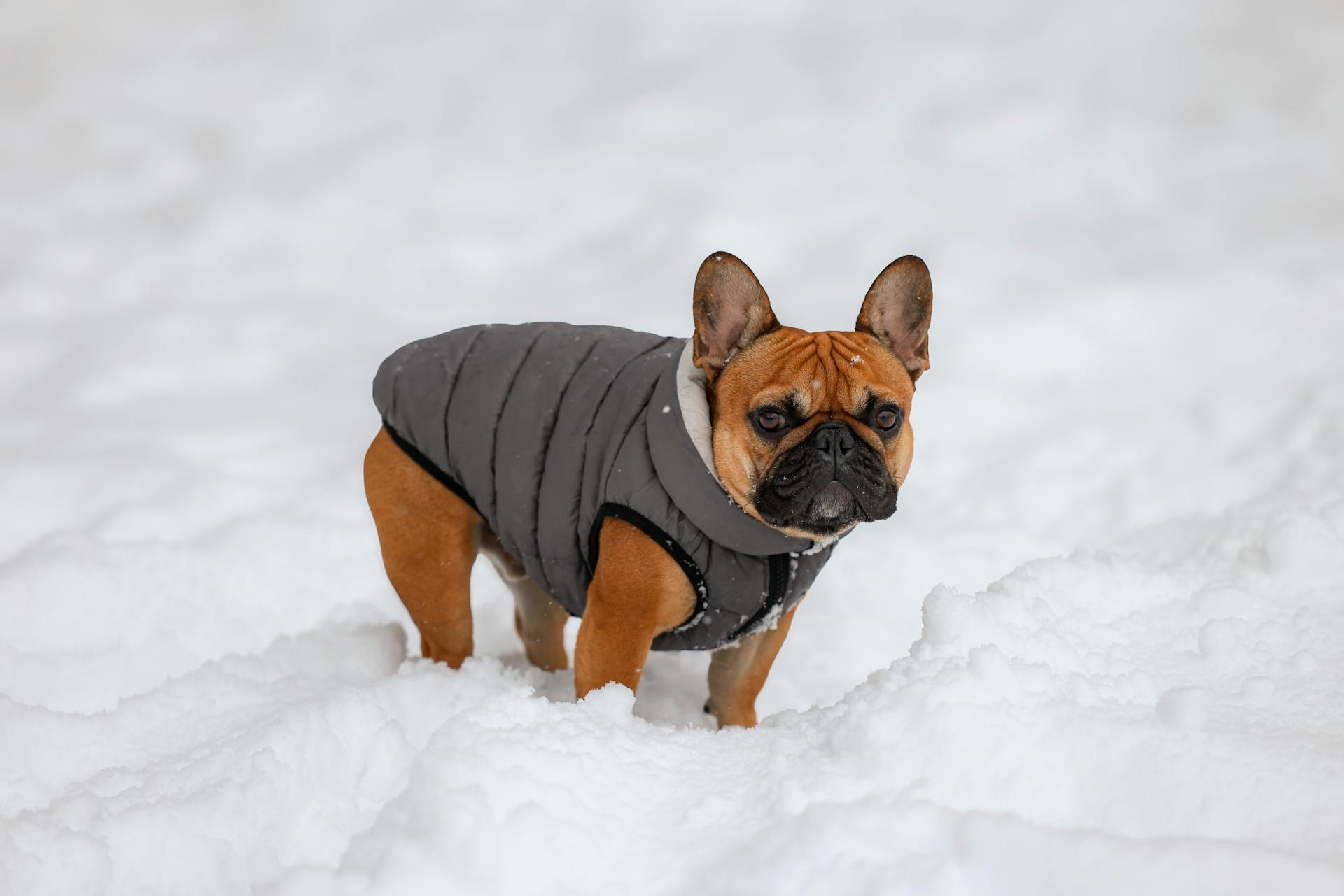 French Bulldog in Clothes in Winter