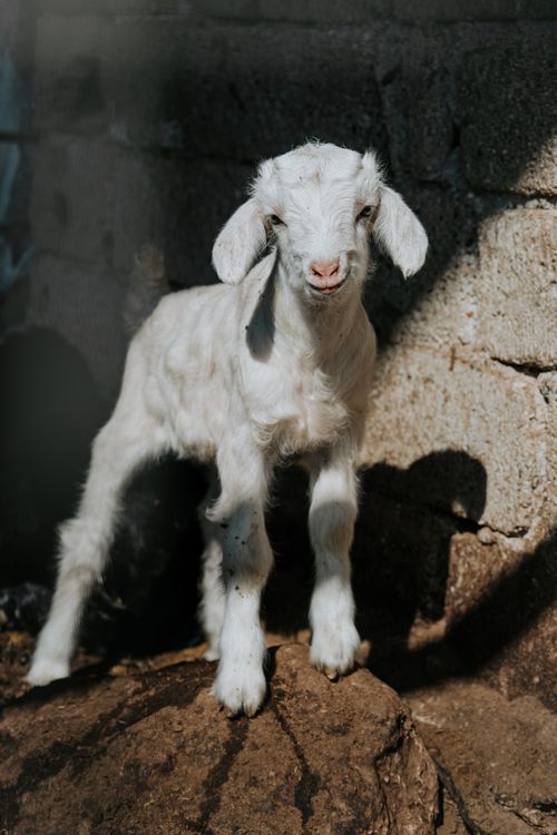 Free A cute white lamb stands in a sunlit outdoor farm setting, showcasing its fluffy coat. Stock Photo