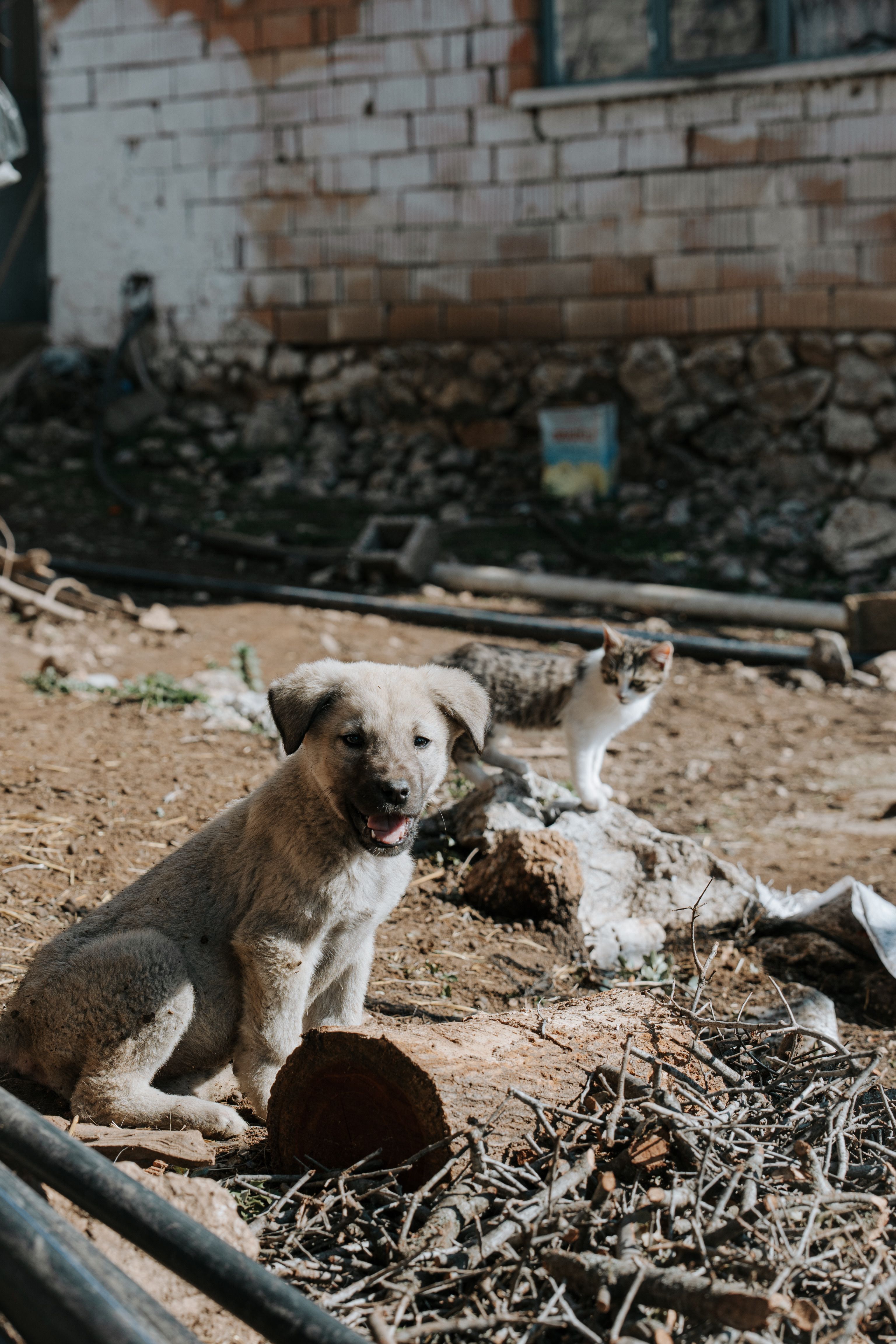 A playful puppy and curious kitten together outdoors, illustrating how ringworm often passes from a silently-carrying cat to a dog in the same household