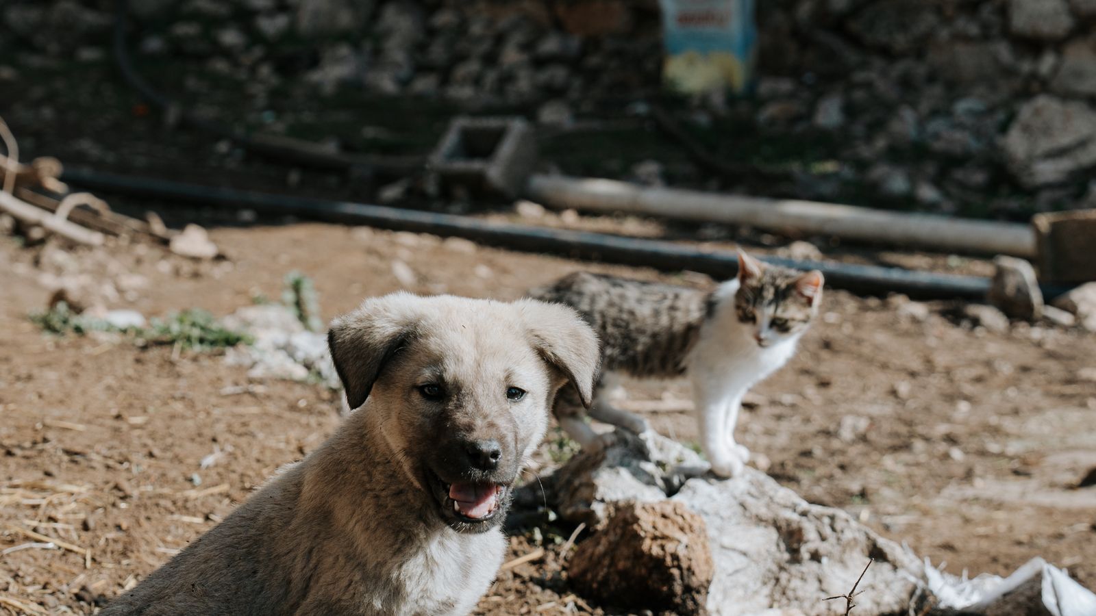 A playful puppy and curious kitten together outdoors, illustrating how ringworm often passes from a silently-carrying cat to a dog in the same household
