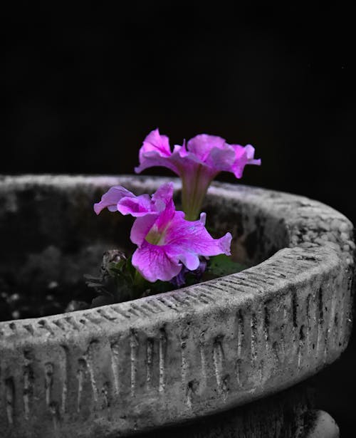 Безкоштовне стокове фото на тему «bw, вибіркова корекція кольору, квіти»