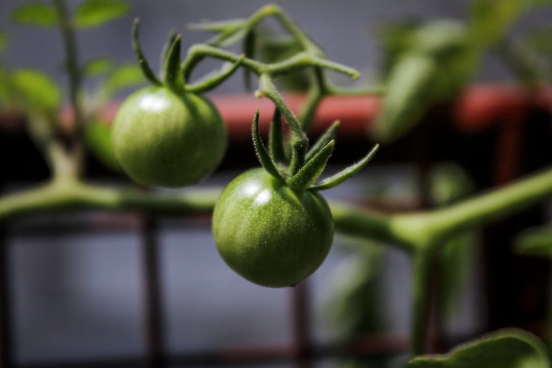 무료 토마토의 무료 스톡 사진