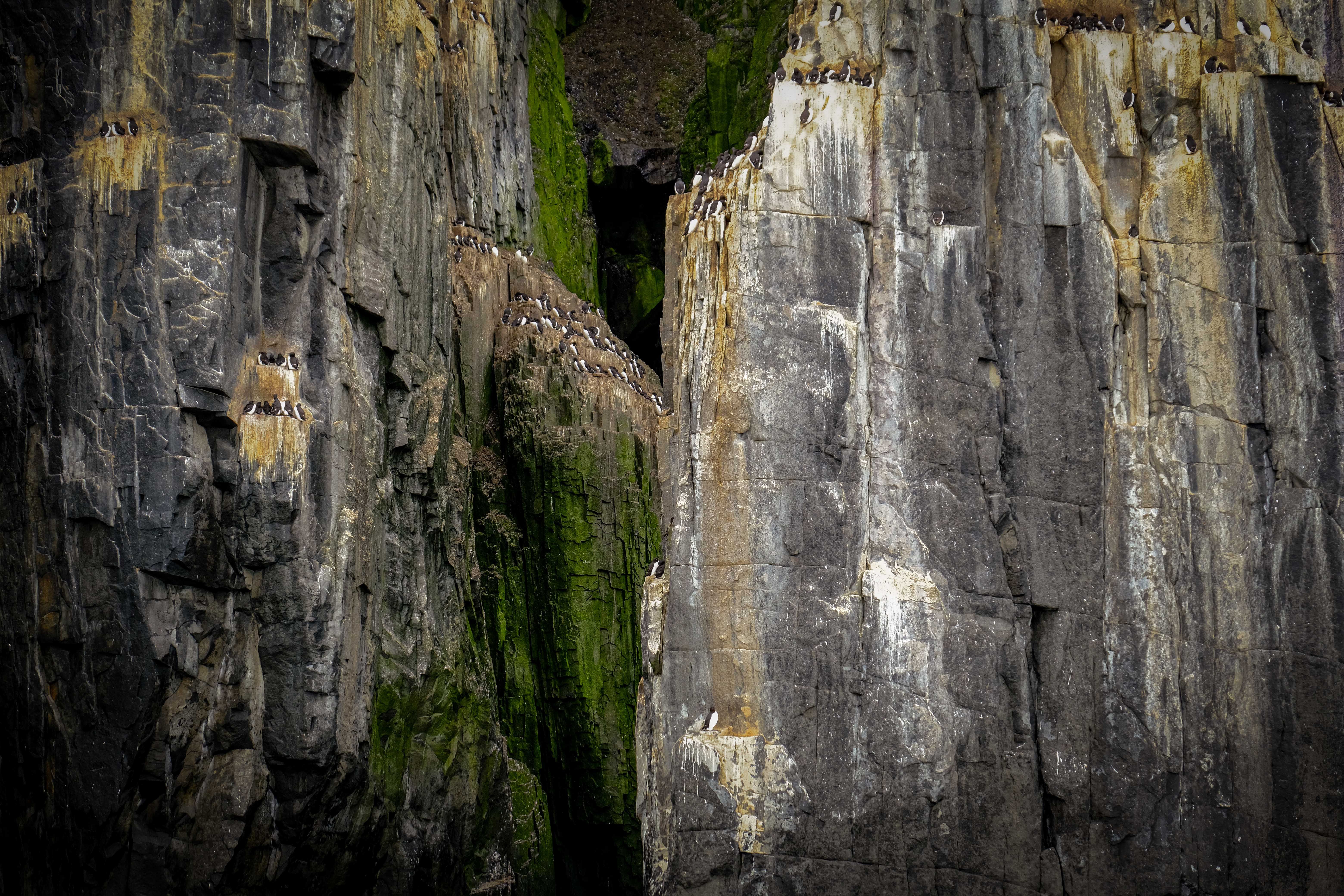Birds on Barren Cliffs Ledges · Free Stock Photo
