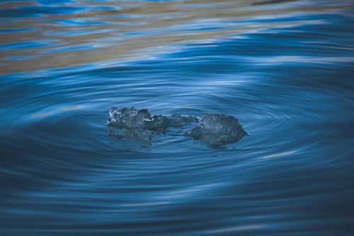 Free A tranquil scene of an ice cube melting in rippling blue waters, illustrating climate change effects. Stock Photo