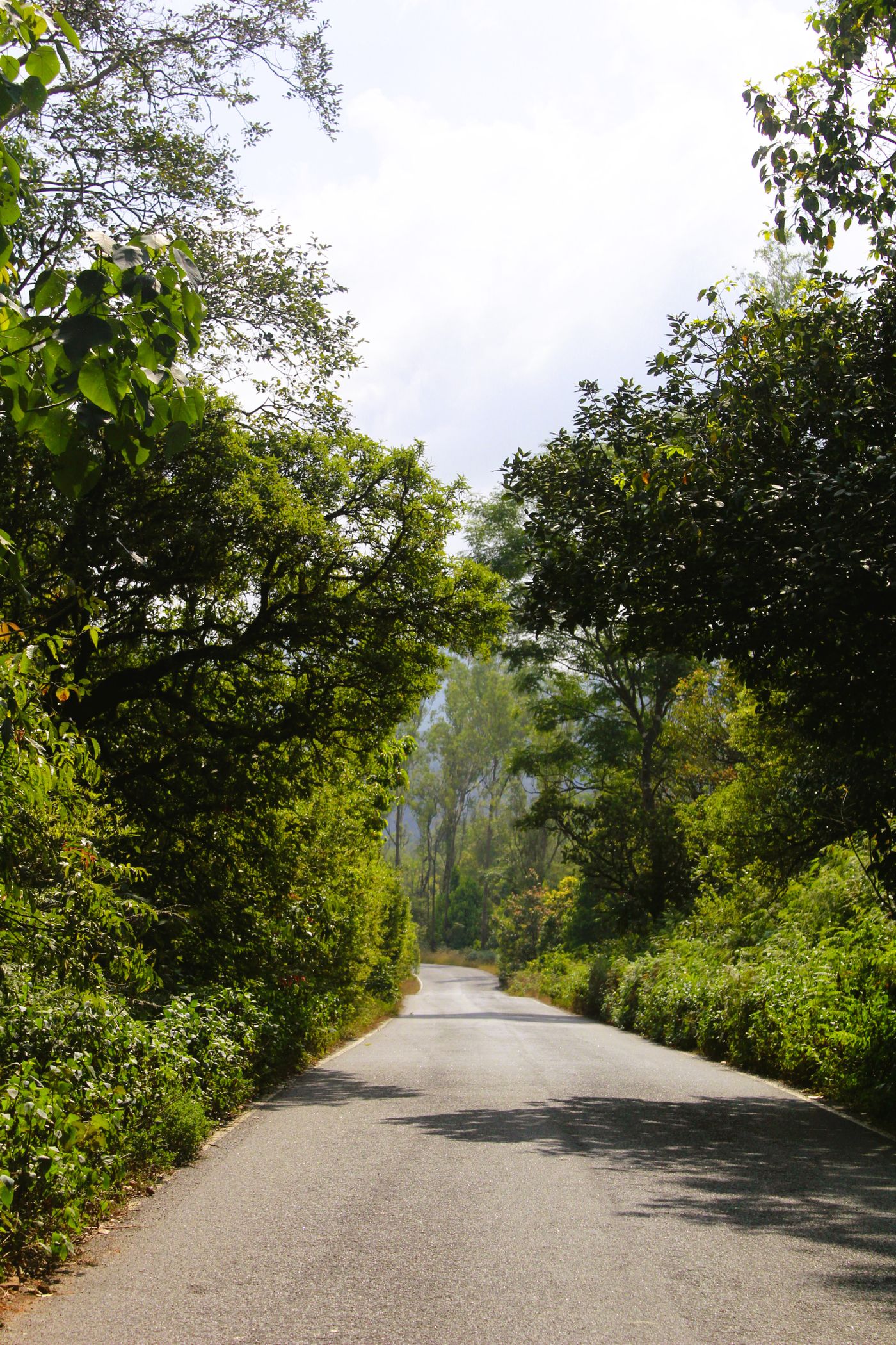 Temporary development photograph of a quiet green road in Udupi