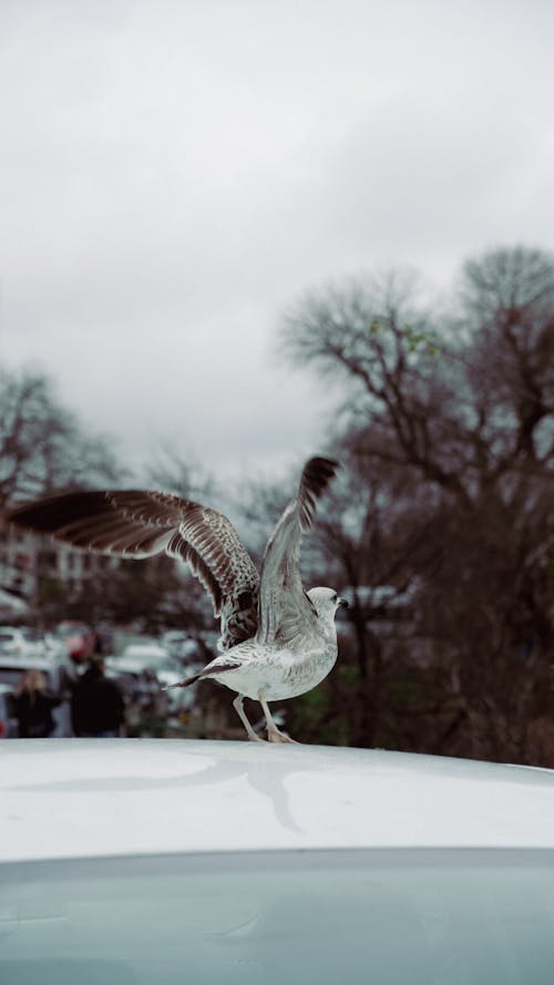 Imagine de stoc gratuită din acoperisul auto, aviar, fotografie cu animale sălbatice