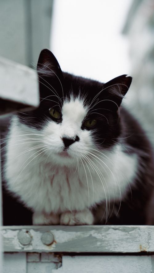 Free Close-up of a crouching black and white cat with focused eyes on a blurred background. Stock Photo