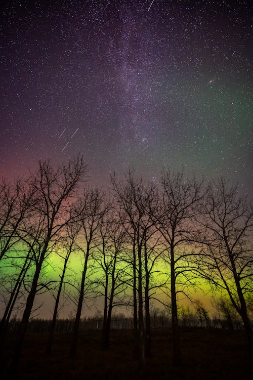 Aurora borealis over trees in the night sky
