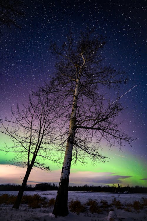 Immagine gratuita di alberi, astronomia, aurora boreale