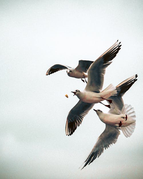 Three Seagulls in Flight