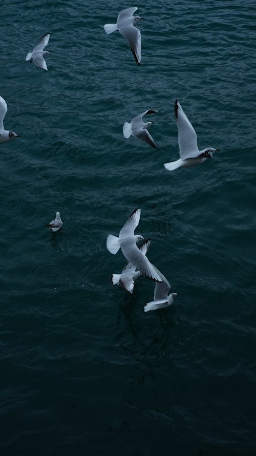 Seagulls flying over the water