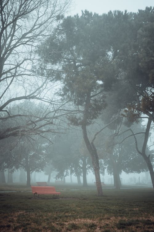 Fotobanka s bezplatnými fotkami na tému hmla, lavička, opar