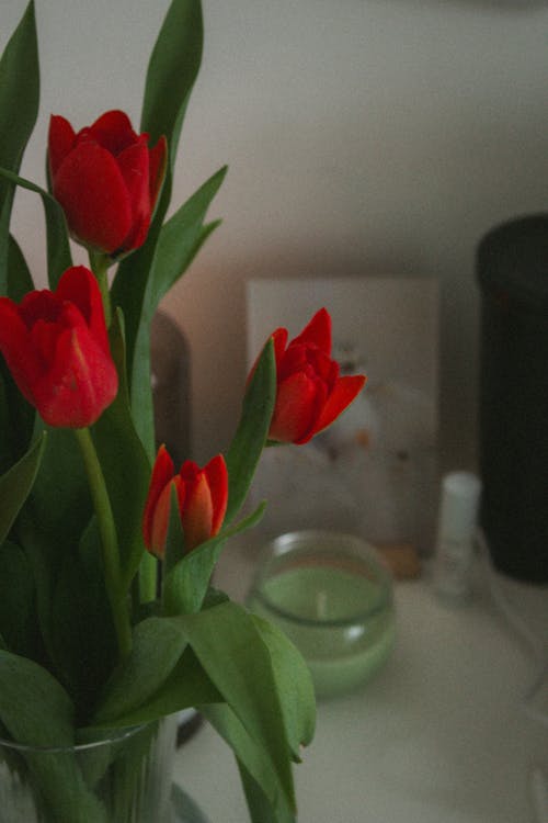 คลังภาพถ่ายฟรี ของ ช่อดอกไม้, ดอกทิวลิป, ดอกไม้