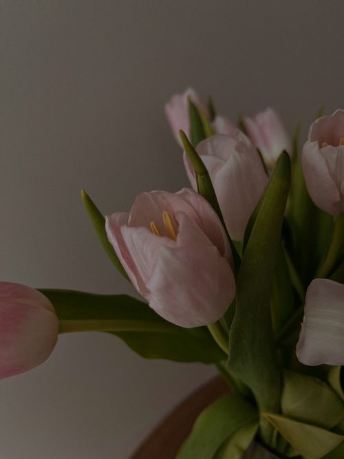 Free A soft-focus still life of pale pink tulips against a gray background. Stock Photo