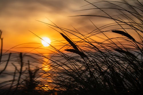 The sun sets behind some grass on the beach
