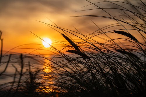 Photos gratuites de coucher de soleil, épines, fond d'écran