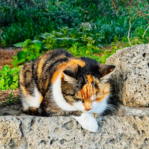 Ilmainen kuvapankkikuva tunnisteilla aurinkosuihku, catlady, kissa