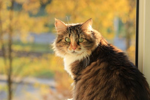 Бесплатное стоковое фото с выборочный фокус, домашний, коричневый кот