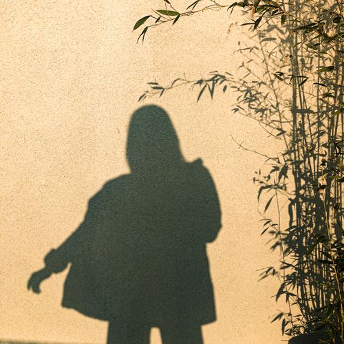 Free Silhouette of a person next to bamboo plants on a textured sunlit wall. Stock Photo
