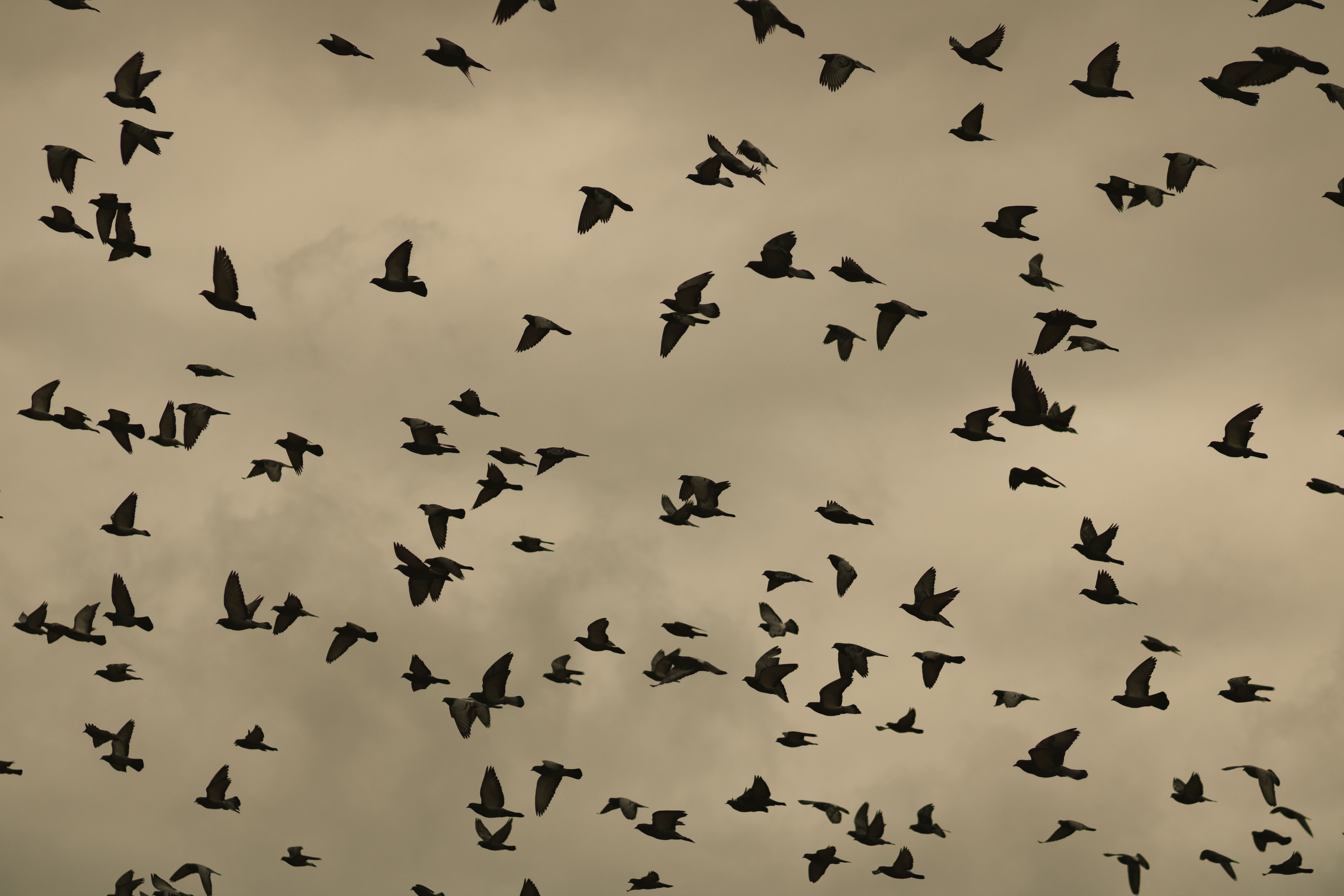 birds messengers god