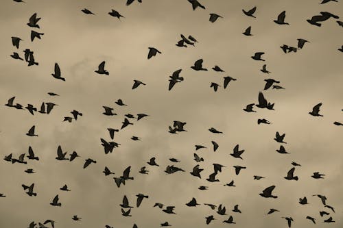 Flock of Birds Flying in Sky